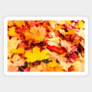 Autumn background of fallen yellow and orange leaves Sticker